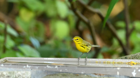 Prairie Warbler