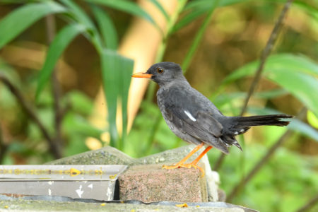 Young White-chinned Thrush