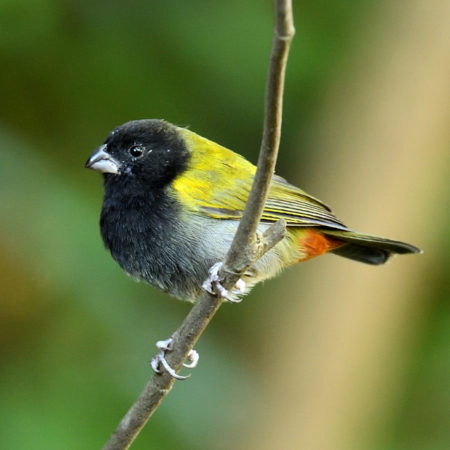 A perching yellow-shouldered Grassquit