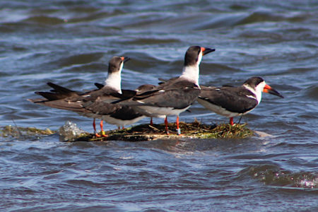 Banded Black Skimmers