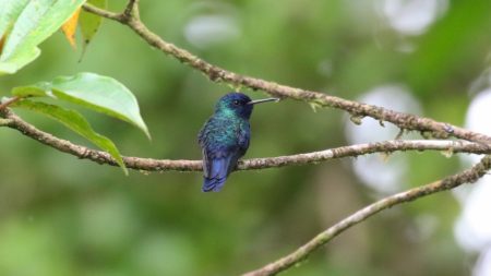 Blue-headed Hummingbird pearched on a branch in Martinique.
