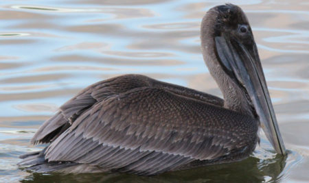 Brown Pelican