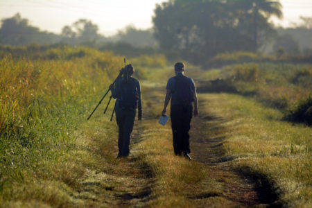 Birders walk in rice field