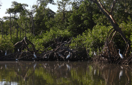Egrets in a mangrove