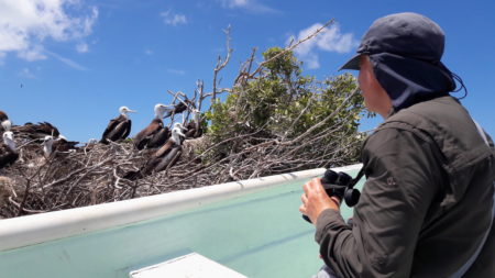 A close up view of Magnificent Frigatebird juveniles in Barbuda