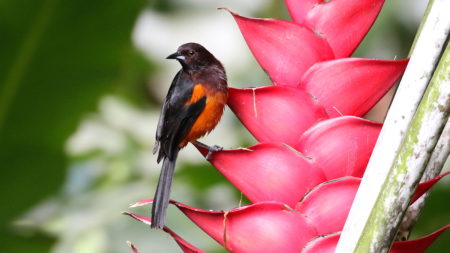 Photo of a Martinique Oriole perched on a Heliconia flower.