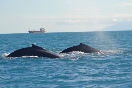Migrating Humpback Whales in Dominica.