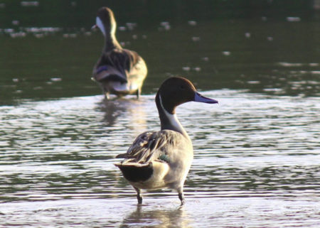 Northern Pintail