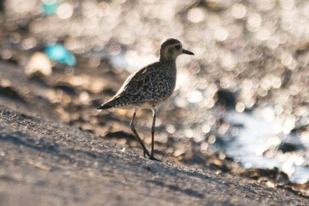 Pacific Golden Plover