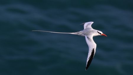 Red-billed Tropicbird