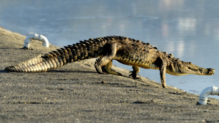 American Crocodile