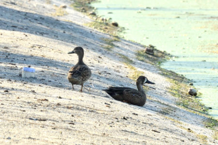 Male and female Blue-winged Teal