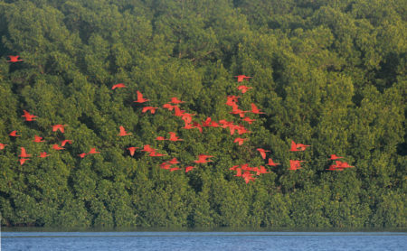 Scarlet Ibis