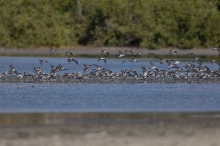 Mixed flock of shorebirds
