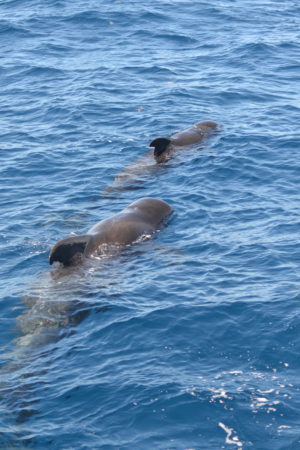 Short-finned Pilot Whales, so close you can touch them, in Dominica.