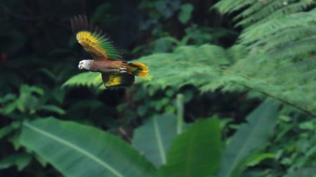 A lone St. Vincent Parrot takes flight