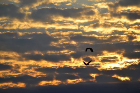 St. Vincent Parrots at sunrise.