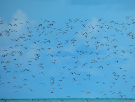 Shorebirds in flight