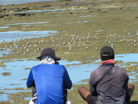 Counting shorebirds