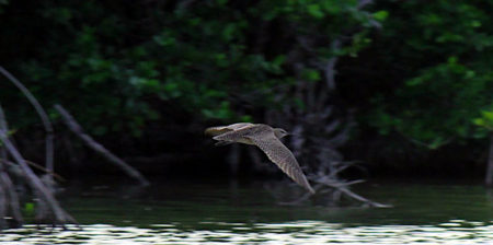 Whimbrel in flight