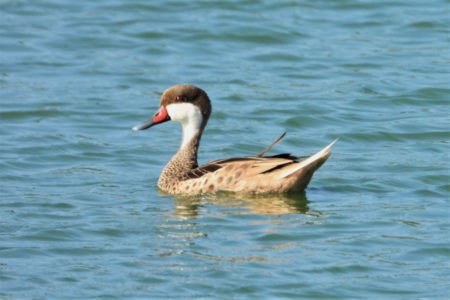 White-cheeked Pintail