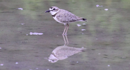 Wilson's Plover