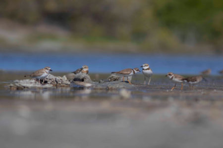 Wilson's and Semipalmated Plovers