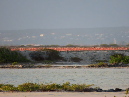Large flamingo flock