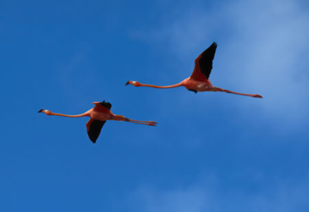 American flamingos in flight