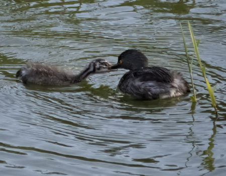 Least Grebe adult with its chick.
