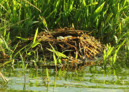 Least Grebe nest and eggs