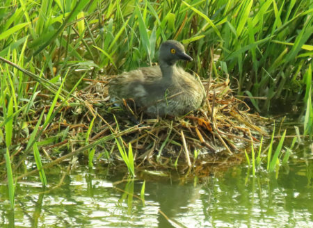 Least Grebe sitting on its nest