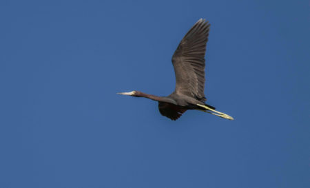 Little Blue Heron