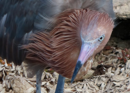 Reddish Egret