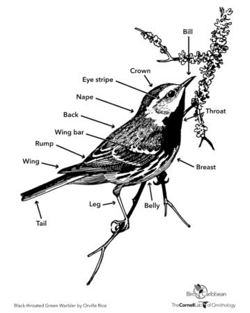 Bird Body Part Diagram
