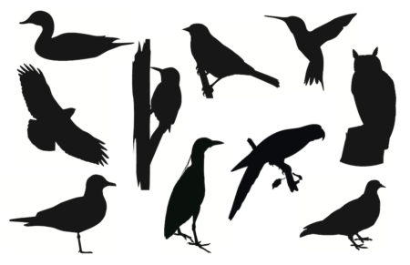 Bird Silhouettes Poster, BirdSleuth Caribbean