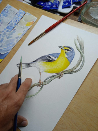 Adelaide's Warbler Illustration by Arnaldo Toledo.