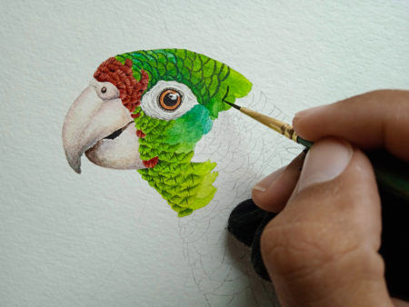 Puerto Rican Parrot Illustration in progress.