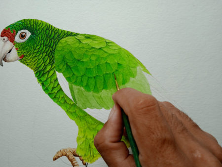 Adding details on an illustration of the Puerto Rican Parrot.