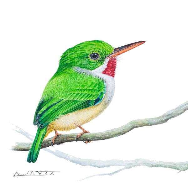 "Puerto Rican Tody" painting by acclaimed Cuban Artist Arnaldo Toledo.