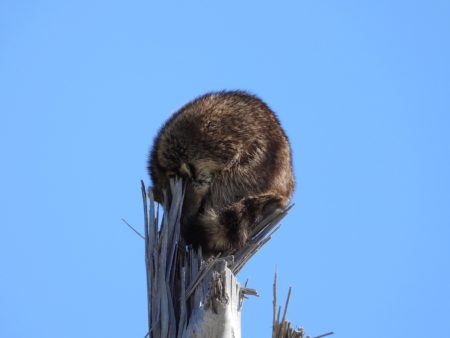 A storm battered utility pole finds new use.