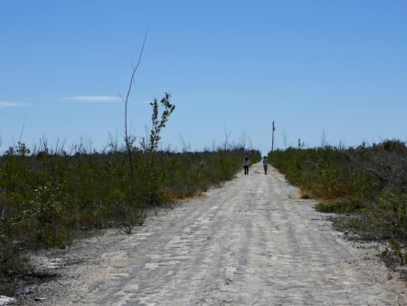 Lisa and Delores walk through wetlands.