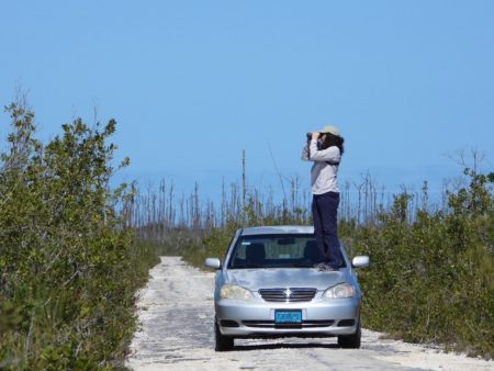 Lisa, on the hood of Martha's car, counting waterbirds at the wetlands east of Statoil.