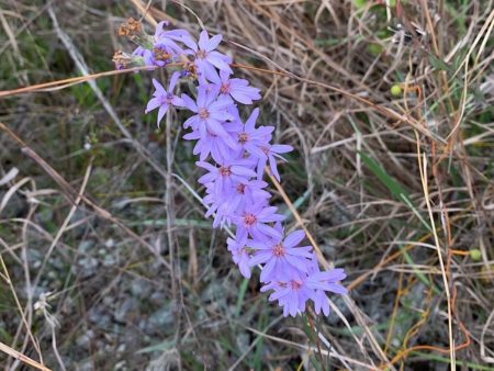 Purple flower.