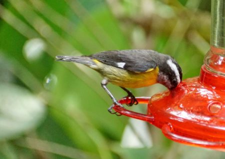 Bananaquit on a hummingbird feeder