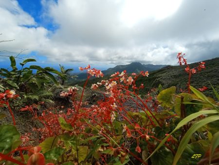 Begonia flowers blooming on the eastern slope of La Soufriere.