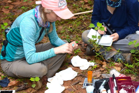 Holly Garrod bands a Cuban Tody for research in the Boca de Canasí Ecological Reserve in Cuba.