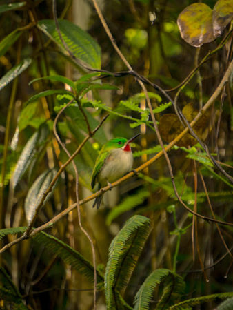 Broad-billed Tody in a tree.