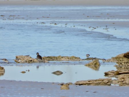 Black-bellied Plovers and Sanderlings at Pelican Point Beach.