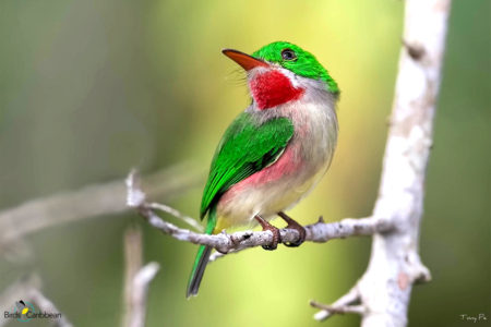 Broad-billed Tody